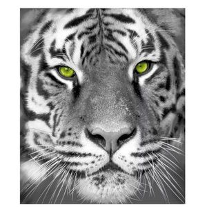 Awesome White Tiger  with Bright Green Eyes |  Throw (50" x 60") |  Gray & White